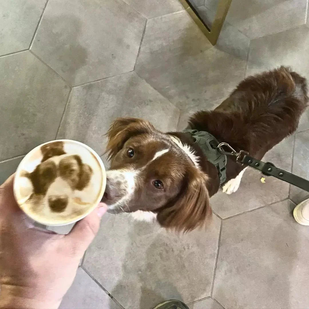 When Coffee Meets Doggo — And a Bit of Magic ☕✨🐶 - LLRH SHOP